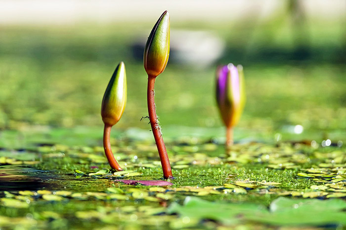 Three Water Lily Buds